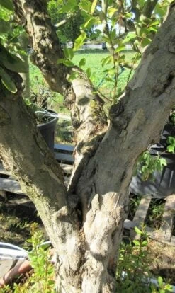 Granaatappel Op Stam (Punica Granatum) 10 Granaatappel Op Stam (Punica Granatum) -Exporteren Groei Planten Winkel punicaoud03 1