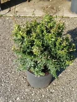 Vuurdoorn Als Bol (Pyracantha 'Navaho') -Exporteren Groei Planten Winkel pyracantha navaho 4