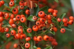 Vuurdoorn (Pyracantha 'Orange Glow') -Exporteren Groei Planten Winkel pyracantha orange glow 10