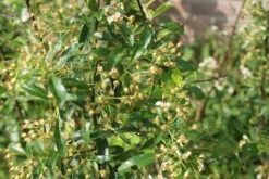 Vuurdoorn (Pyracantha 'Orange Glow') -Exporteren Groei Planten Winkel pyracantha orange glow 1