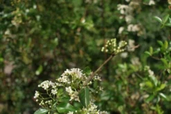 Vuurdoorn (Pyracantha 'Orange Glow') -Exporteren Groei Planten Winkel pyracantha orange glow 2