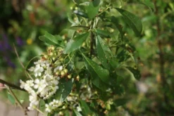 Vuurdoorn (Pyracantha 'Orange Glow') -Exporteren Groei Planten Winkel pyracantha orange glow 3