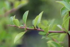 Vuurdoorn (Pyracantha 'Orange Glow') -Exporteren Groei Planten Winkel pyracantha orange glow 4