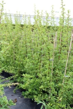 Vuurdoorn (Pyracantha 'Orange Glow') -Exporteren Groei Planten Winkel pyracantha orange glow 6