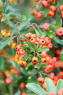 Vuurdoorn (Pyracantha 'Orange Glow') -Exporteren Groei Planten Winkel pyracantha orange glow 7