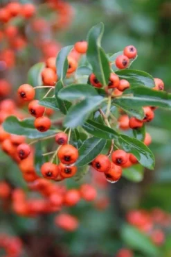 Vuurdoorn (Pyracantha 'Orange Glow') -Exporteren Groei Planten Winkel pyracantha orange glow 8