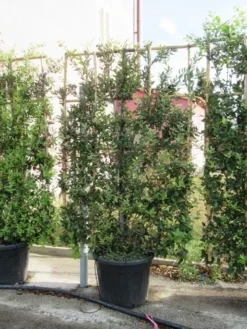 Steeneik Als Leivorm (Quercus Ilex) -Exporteren Groei Planten Winkel quercus ilex leivorm 4
