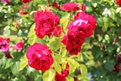Klimroos (Rosa 'Grand Hotel') -Exporteren Groei Planten Winkel rosa grand hotel