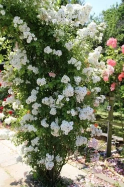 Miniklimroos (Rosa 'Guirlande D'Amour') -Exporteren Groei Planten Winkel rosa guirlande d amour