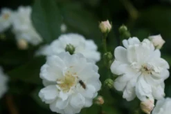 Miniklimroos (Rosa 'Guirlande D'Amour') -Exporteren Groei Planten Winkel rosa guirlande d amour 1