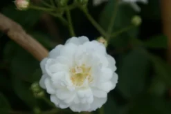 Miniklimroos (Rosa 'Guirlande D'Amour') -Exporteren Groei Planten Winkel rosa guirlande d amour 2