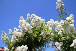 Miniklimroos (Rosa 'Guirlande D'Amour') -Exporteren Groei Planten Winkel rosa guirlande d amour 2 2