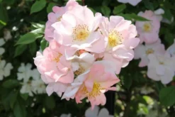 Miniklimroos (Rosa 'Open Arms') -Exporteren Groei Planten Winkel rosa open arms