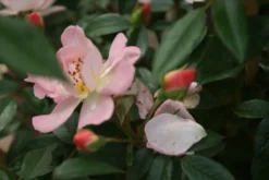 Miniklimroos (Rosa 'Open Arms') -Exporteren Groei Planten Winkel rosa open arms 1