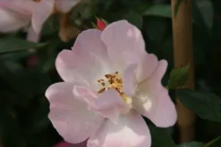 Miniklimroos (Rosa 'Open Arms') -Exporteren Groei Planten Winkel rosa open arms 2