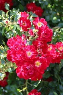 Miniklimroos (Rosa 'Rambling Rosie') -Exporteren Groei Planten Winkel rosa rambling rosie
