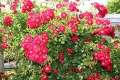 Miniklimroos (Rosa 'Rambling Rosie') -Exporteren Groei Planten Winkel rosa rambling rosie 2