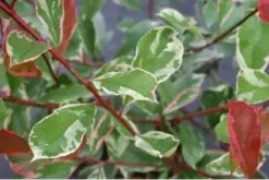 Glansmispel Op Stam (Photinia Fraseri 'Pink Marble') -Exporteren Groei Planten Winkel schermafbeelding 2021 02 16 om 16.02.05