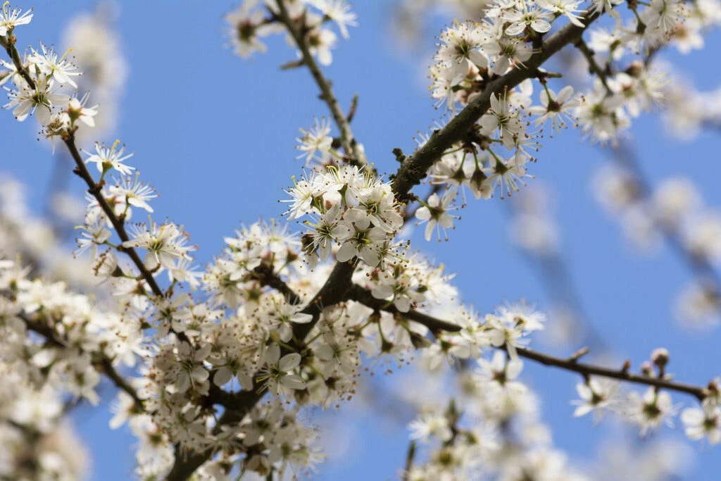 Zeeuwse Haag 2 Zeeuwse Haag - Afbeelding 2