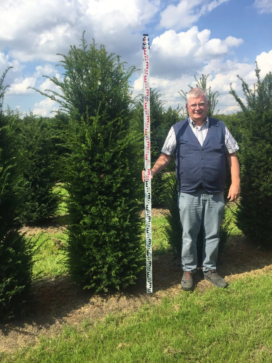 Grote Venijnboom (Taxus Baccata) 4 Grote Venijnboom (Taxus Baccata) - Afbeelding 4