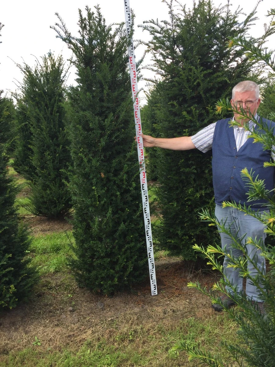 Grote Venijnboom (Taxus Baccata) 6 Grote Venijnboom (Taxus Baccata) - Afbeelding 6