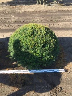 Grote Taxusbol (Taxus Baccata) 18 Grote Taxusbol (Taxus Baccata) -Exporteren Groei Planten Winkel taxus baccata 100 cm platte bol drkl 1 1
