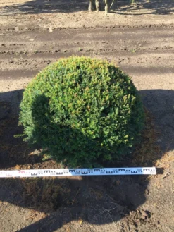 Grote Taxusbol (Taxus Baccata) -Exporteren Groei Planten Winkel taxus baccata 100 cm platte bol drkl 1