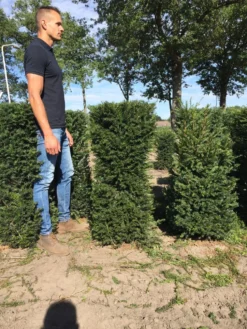 Taxus Als Haagelement (Taxus Baccata) -Exporteren Groei Planten Winkel taxus baccata 120 x 50 x 50 cm drkl haagelement 1