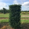 Taxus Als Haagelement (Taxus Baccata)
