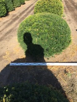 Grote Taxusbol (Taxus Baccata) 20 Grote Taxusbol (Taxus Baccata) -Exporteren Groei Planten Winkel taxus baccata 140 cm platte bol drkl 1 1