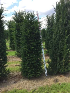 Grote Venijnboom (Taxus Baccata) -Exporteren Groei Planten Winkel taxus baccata 180200 x 5060 1