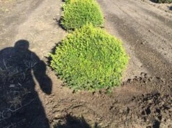 Grote Taxusbol (Taxus Baccata) 13 Grote Taxusbol (Taxus Baccata) -Exporteren Groei Planten Winkel taxus baccata 60 cm platte bol drkl 2 1