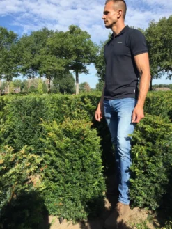 Taxus Als Haagelement (Taxus Baccata) -Exporteren Groei Planten Winkel taxus baccata 60 x 50 x 50 cm drkl haagelement 1