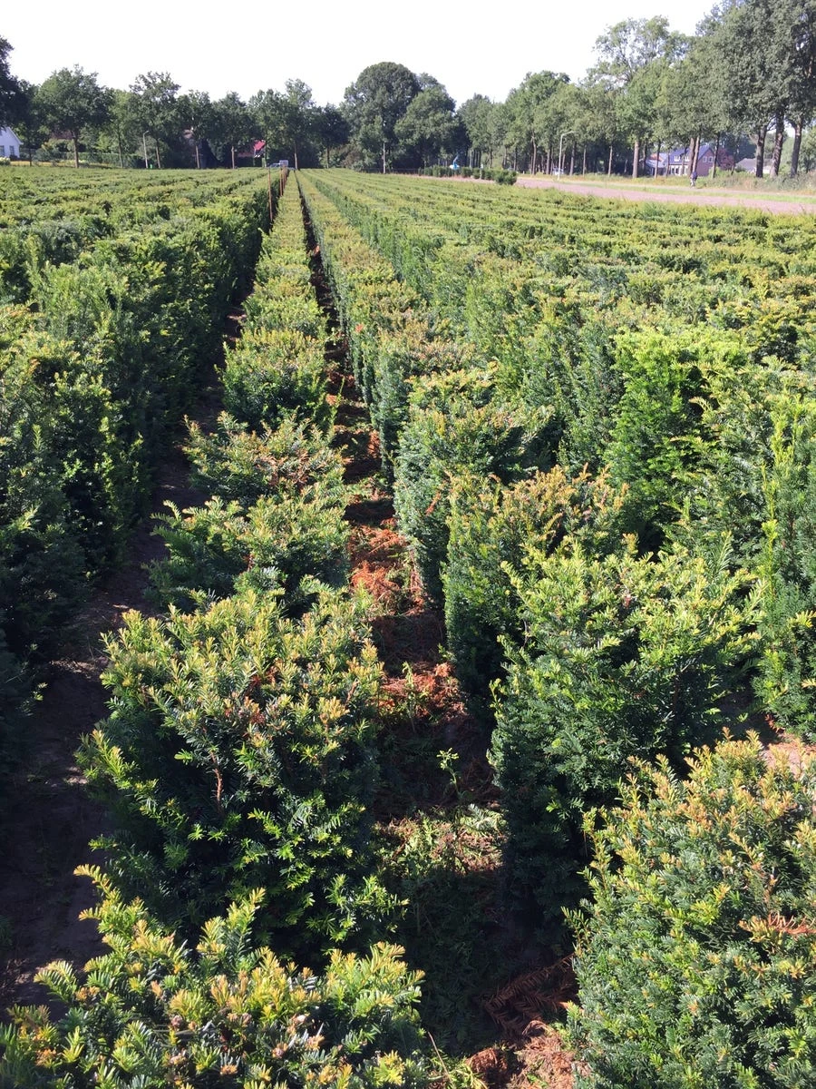 Taxus Als Haagelement (Taxus Baccata) - Afbeelding 7