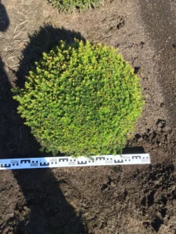 Grote Taxusbol (Taxus Baccata) -Exporteren Groei Planten Winkel taxus baccata 70 cm platte bol drkl 1