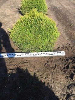 Grote Taxusbol (Taxus Baccata) 15 Grote Taxusbol (Taxus Baccata) -Exporteren Groei Planten Winkel taxus baccata 70 cm platte bol drkl 2 1