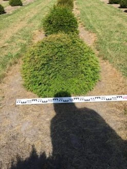 Grote Taxusbol (Taxus Baccata) 16 Grote Taxusbol (Taxus Baccata) -Exporteren Groei Planten Winkel taxus baccata 80 cm platte bol drkl 1 1