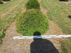 Grote Taxusbol (Taxus Baccata) -Exporteren Groei Planten Winkel taxus baccata 80 cm platte bol drkl 2