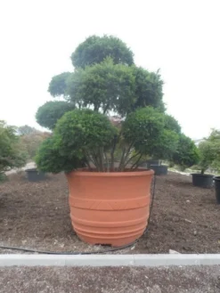 Taxus Als Bonsai (Taxus Baccata) 11 Taxus Als Bonsai (Taxus Baccata) -Exporteren Groei Planten Winkel taxus baccata bonsai 300 400 c1800