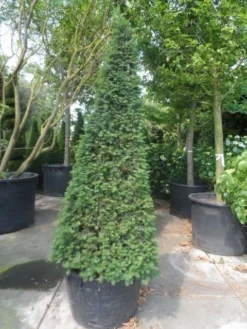 Taxus Als Pyramide (Taxus Baccata) 14 Taxus Als Pyramide (Taxus Baccata) -Exporteren Groei Planten Winkel taxus baccata egyptische pyramide 200 225 250 c285