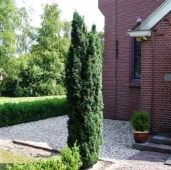 Groene Zuiltaxus (Taxus Baccata 'Fastigiata') -Exporteren Groei Planten Winkel taxus baccata fastigiata 1