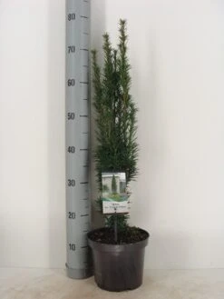 Zuiltaxus (Taxus Baccata 'Fastigiata Robusta') 15 Zuiltaxus (Taxus Baccata 'Fastigiata Robusta') -Exporteren Groei Planten Winkel taxus baccata fastigiata robusta c3 m