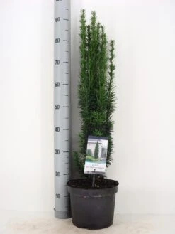Zuiltaxus (Taxus Baccata 'Fastigiata Robusta') 16 Zuiltaxus (Taxus Baccata 'Fastigiata Robusta') -Exporteren Groei Planten Winkel taxus baccata fastigiata robusta winter c5 m