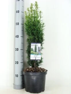Zuiltaxus (Taxus Baccata 'Fastigiata Robusta') 18 Zuiltaxus (Taxus Baccata 'Fastigiata Robusta') -Exporteren Groei Planten Winkel taxus baccata fastigiata robusta zomer c3 m