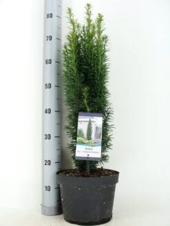 Zuiltaxus (Taxus Baccata 'Fastigiata Robusta') 17 Zuiltaxus (Taxus Baccata 'Fastigiata Robusta') -Exporteren Groei Planten Winkel taxus baccata fastigiata robusta zomer c5 m