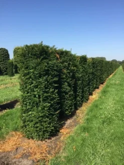 Taxus Als Haagelement (Taxus Baccata) -Exporteren Groei Planten Winkel taxus baccata h160x60x60 cm 3