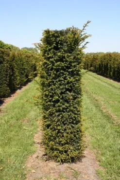 Taxus Als Haagelement (Taxus Baccata) -Exporteren Groei Planten Winkel taxus baccata h175x50x50 cm 1