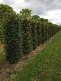Taxus Als Haagelement (Taxus Baccata) -Exporteren Groei Planten Winkel taxus baccata h175x50x50cm 2 1