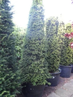 Taxus Als Kegel (Taxus Baccata) 16 Taxus Als Kegel (Taxus Baccata) -Exporteren Groei Planten Winkel taxus baccata kegel 250 275