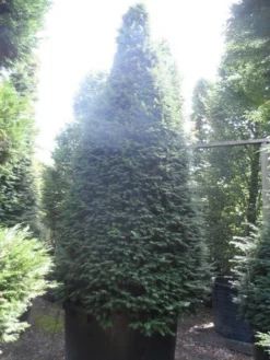 Taxus Als Kegel (Taxus Baccata) 19 Taxus Als Kegel (Taxus Baccata) -Exporteren Groei Planten Winkel taxus baccata kegel 275 300 350 c1000